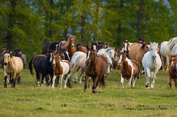 Danny Nesto running horses photography workshop